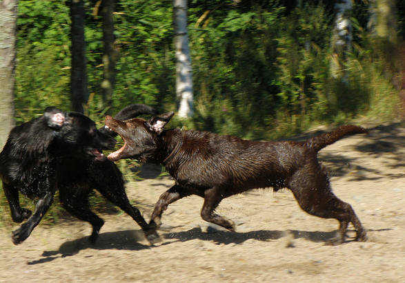 Labrador Freunde